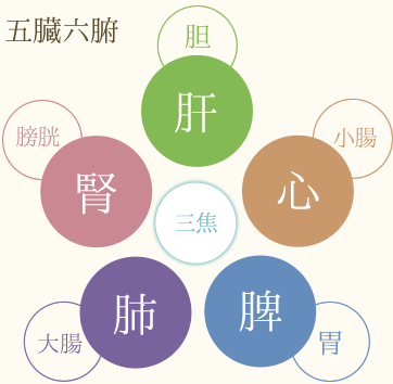 五臓六腑